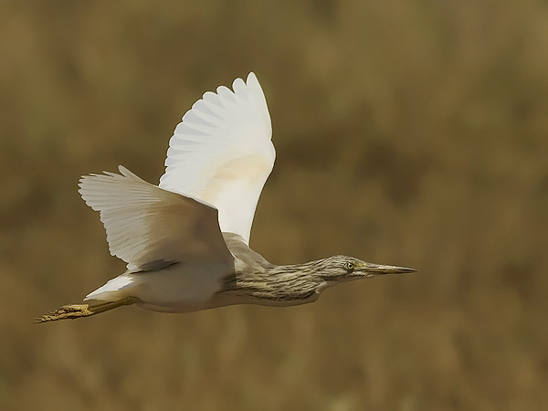 Rääkkähaikara, Squacco Heron, Ardeola ralloides